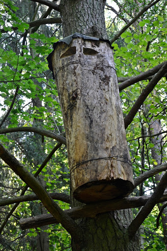 Tree bee hive