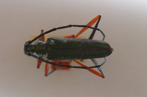 Callichroma domingoensis