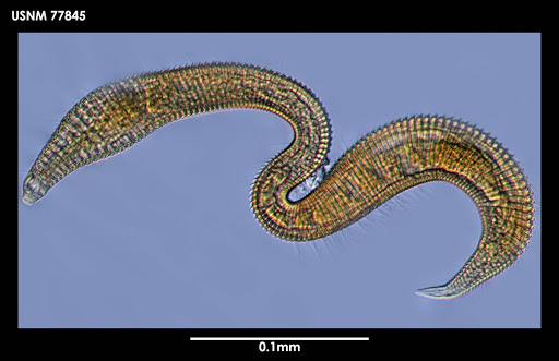 Epsilonema docidocricum