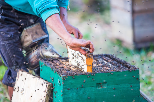 Beekeeping
