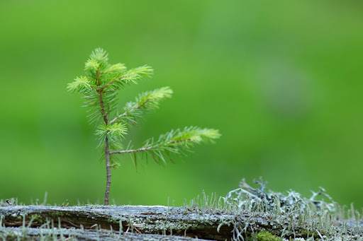 Молодий паросток дерева в пралісі