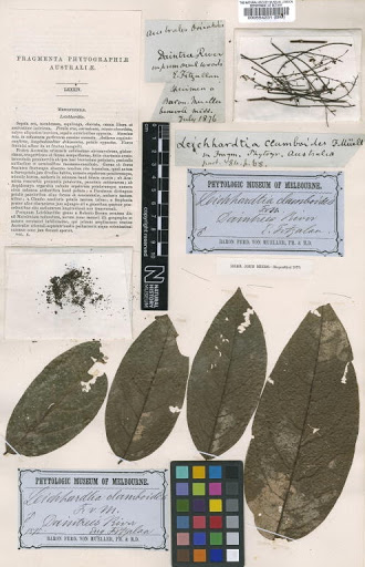 Leichhardtia clamboides F.Muell.