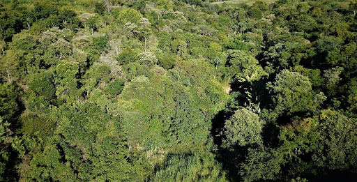 Guapuruvu's Seeds (Schizolobium parahyba)
