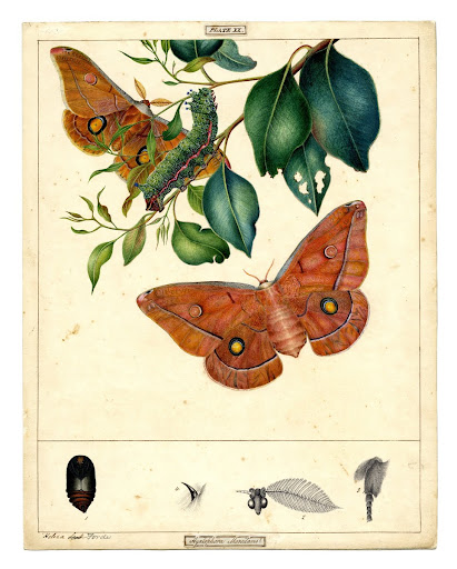 Helena Emperor Moth, Opodipthera helena
