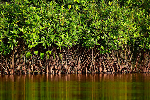 Mangroves in Liberia
