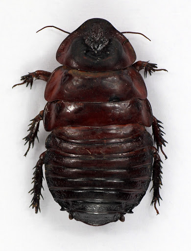 Giant burrowing cockroach (Macropanesthia rhinoceros) - Zhao Li