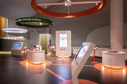 Circulatory system - frontal view