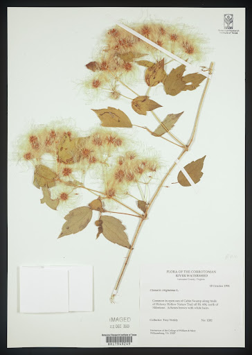 Clematis virginiana (common name Devil's Darning Needles) specimen