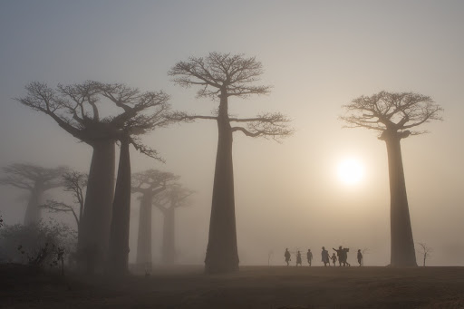 Baobabs in Madagascar