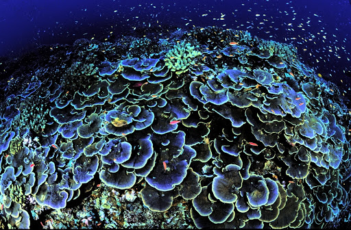 Jarvis Island National Wildife Refuge Coral