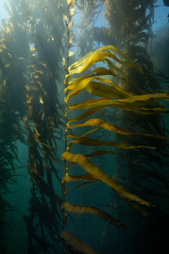 Giant Kelp