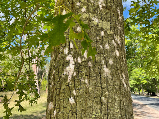 Macedon Avenue of Honour