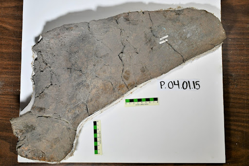 Betsy the Plesiosaur