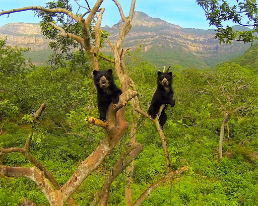 Orso andino: giardiniere e riforestatore di boschi