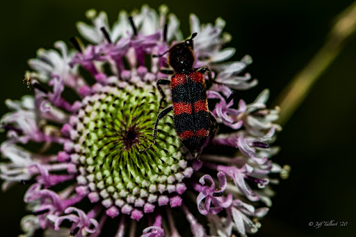 Marshallia graminifolia