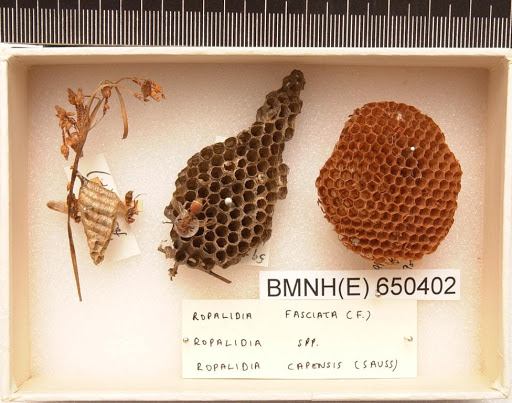 Ropalidia fasciata & capensis (Fabricius & de Saussure, H.L.F.)