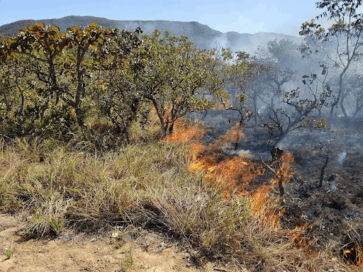 Fire in the Cerrado