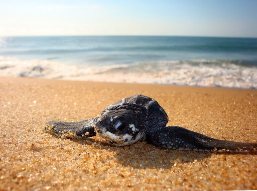 Leatherback (Dermochelys coriacea) hatchling in Comboios, state of Espírito Santo.