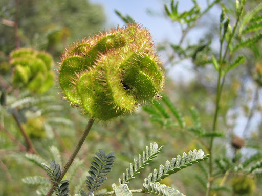 Green fruit of mimosa strobiliflora