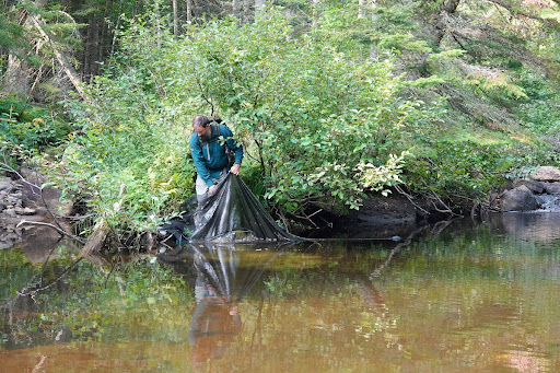 Fish Surveys, La Mauricie National Park