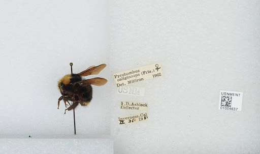 Bombus (Pyrobombus) caliginosa