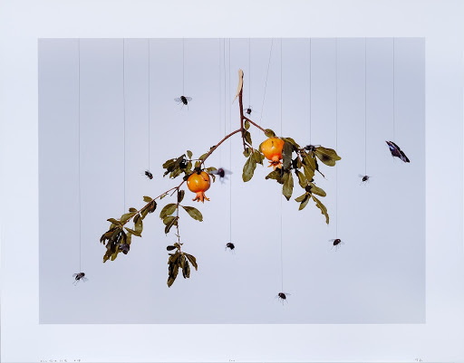 Speak, Memory of Pomegranate