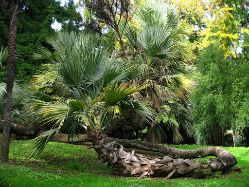 Nannorrhops ritcheiana (Griff.) Aitch.