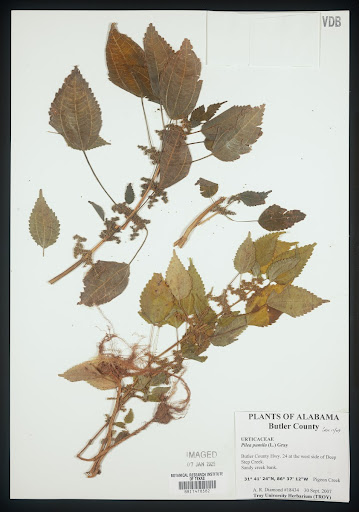 Plant specimen