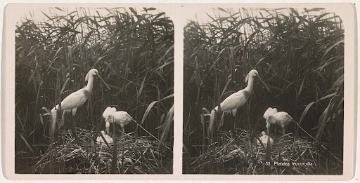 Lepelaar bij nest met drie jongen