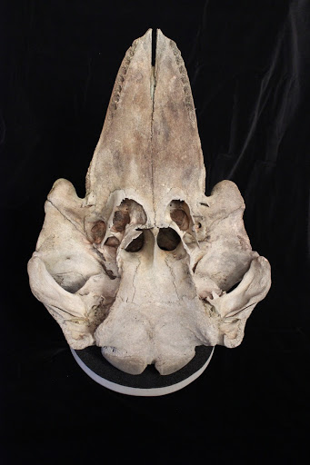 Pilot Whale Skull (Supplemental)