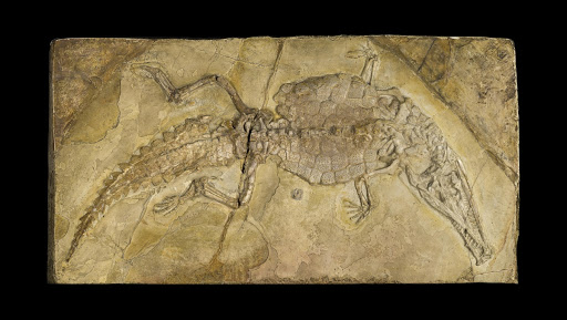 Fossil Crocodile ("Crocodileimus robustus")