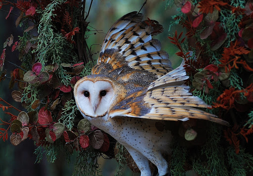 Barn Owl in Flight