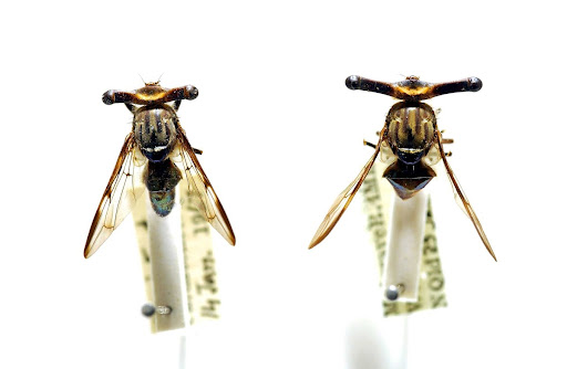 Stalk-eyed Signal Flies