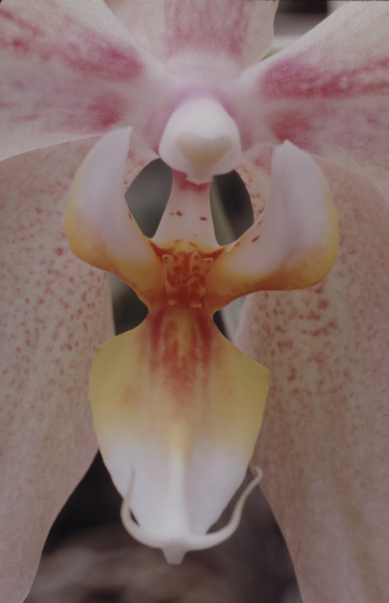 Orchids 1970-1989 And None Dated Ones