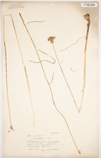 Allium vineale var. bulbiferum