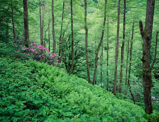 Mtirala National Park