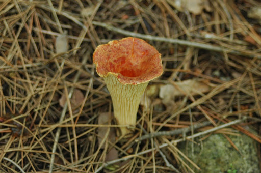 Gomphus floccosus