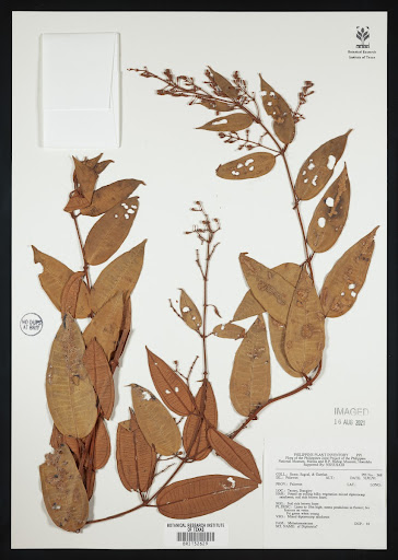 Diplectria specimen from Philippines