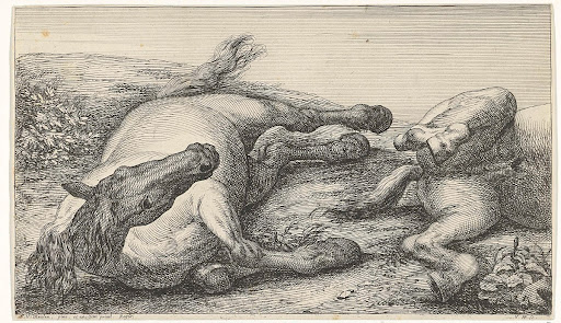 Twee gesneuvelde paarden waarvan de linker van voren gezien