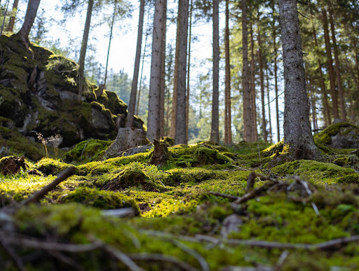 A healthy forest landscape