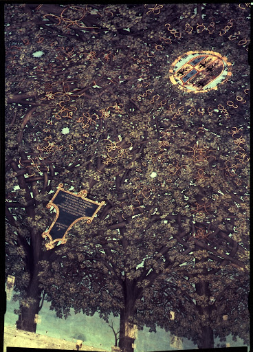 Sala delle Asse after intervention of the restorer Ernesto Rusca (1893-1902)