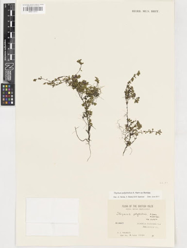 Thymus polytrichus subsp. britannicus (Ronniger) Kergulen