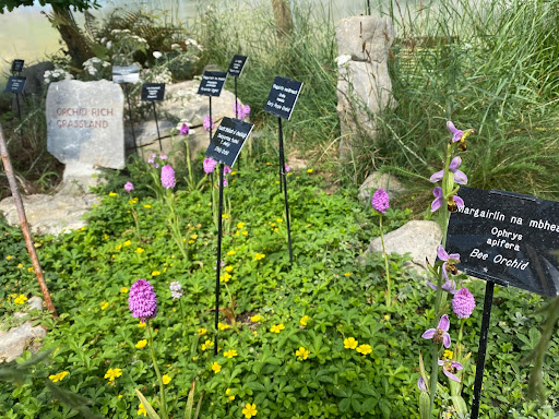Burren Botany Bubble