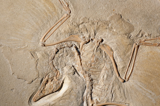 Archaeopteryx, detail of teeth and curved neck (HR 04)