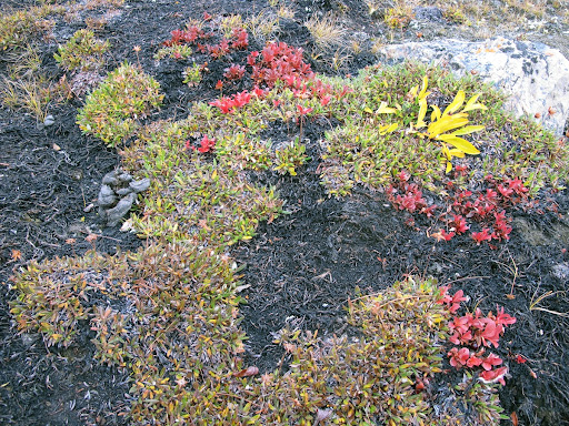 Autumn colours in vegetation of Northeast Greenland National Park. Denmark