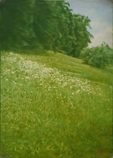 The Meadow