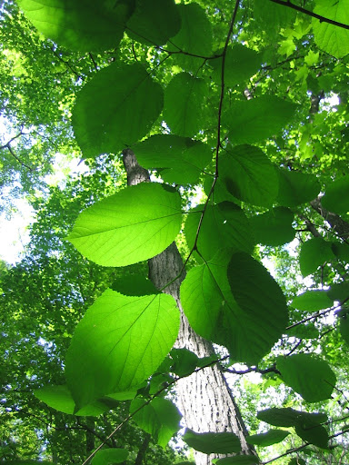 Red Mulberry leaves in sunlight