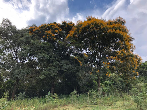 Melanoxylon brauna (brauna) in an Atlantic Forest remnant