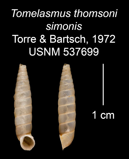 Tomelasmus thomsoni simonis