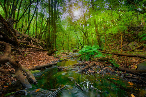 Garajonay National Park